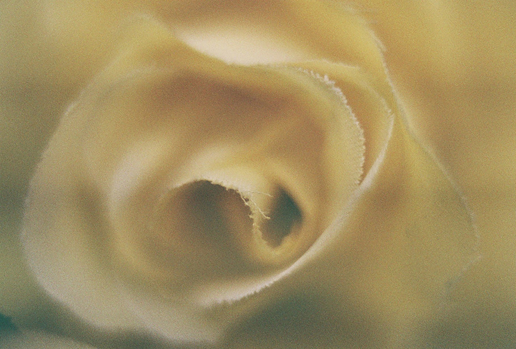 detail of a plastic flower